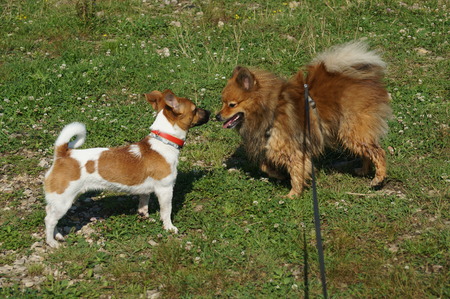 dog's best friend, in a meadow on a Sunny summer day the happy meeting of two dogsの写真素材