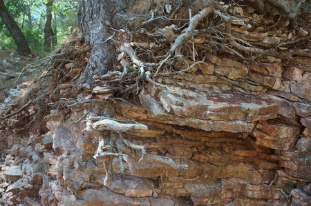 the root system of a tree on rocky coast in Petrovac na Moru, Montenegro is a popular tourist destinationの写真素材