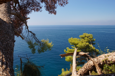 The view of the azure Adriatic sea,the old broken pine, and rocky shore in a popular diving spot and tourist centers in Montenegro, Petrovacの写真素材
