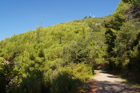 the road uphill through a pine forest, landscape, leisure, romantic walks in the summerの写真素材