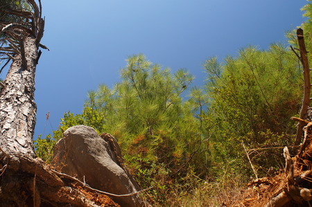 blue sky, fluffy black pines, on the rock grows an old tree and the green of the pine needles, powerful stones, a photographer from the foot of the mountainの写真素材