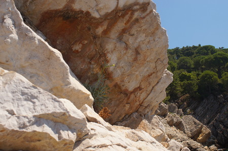 in the struggle for survival,a small yellow flower growing on the rocksの写真素材