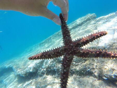 the spiky stars in the depths of the crystal Adriatic sea, divingの写真素材