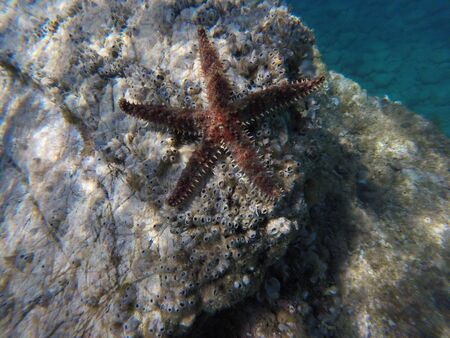 the spiky stars in the depths of the crystal Adriatic sea, divingの写真素材