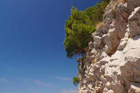 the guardian of horizon two heads of dogs from the pine trees growing on the mountains of oil shale in Montenegro, with a lovely fragrant pine forests sky blue seaの写真素材