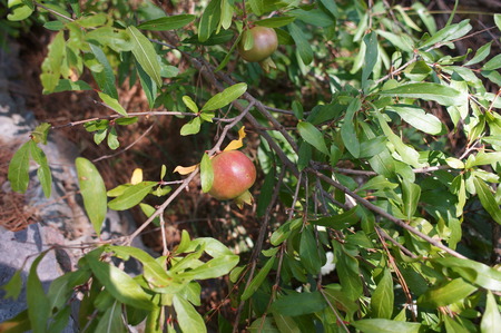 Pomegranate punica granatum will produce fruit ripening in late autumn bears delicious red glutinous seeds for tangy fruit juice drinks and cordials.の写真素材