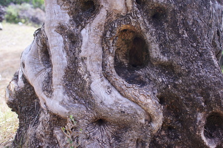 the olive grove, the original tree trunk, olive trees, old treesの写真素材