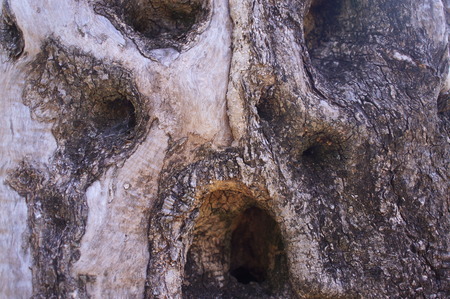 the olive grove, the original tree trunk, olive trees, old treesの写真素材