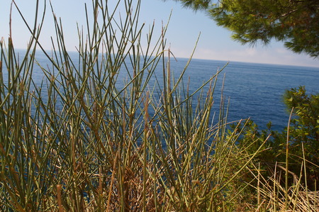 prickly grass sparse vegetation on cliffs against the sea, flora and fauna,macroの写真素材