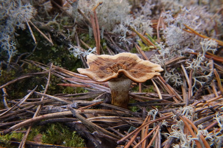 Hydnum repandum colorful mushroom, edible, autumn forest, the last mushroomsの写真素材