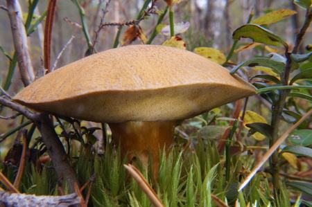 Boletus lat. Xerocomus is a genus of edible mushrooms tubular, and the beautiful autumn seasonの写真素材