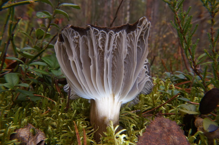 autumn fungus,gray grew in moss, autumn, macro landscape selective focusの写真素材
