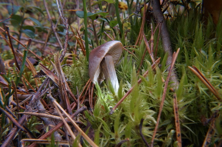 forest, fungus,autumn, the last of the mushrooms are poisonous, dangerの写真素材