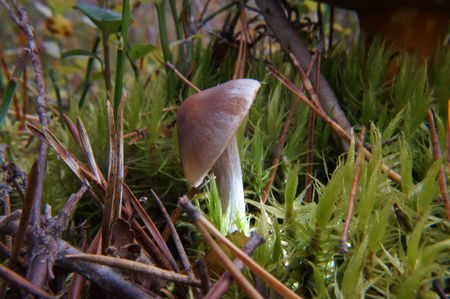 forest, fungus,autumn, the last of the mushrooms are poisonous, dangerの写真素材