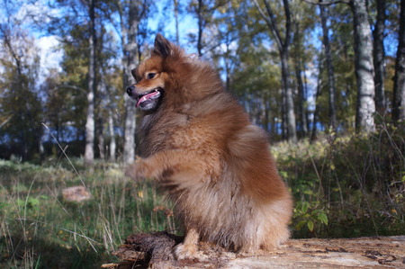 the dog-man's best friend, the German Spitz is beautiful in the Golden autumnの写真素材