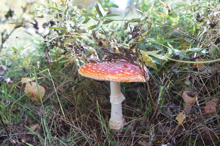 several poisonous mushrooms of the autumn forest, the last mushrooms toadstools red and spottedの写真素材