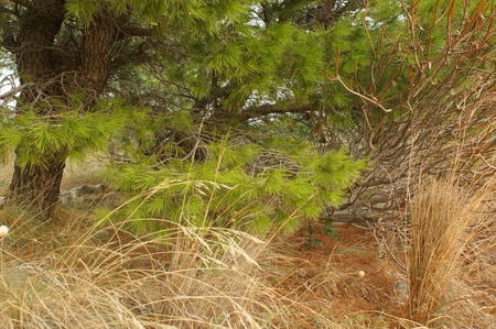 dried grass and rich green needles of the pine trees, nature of Montenegroの写真素材