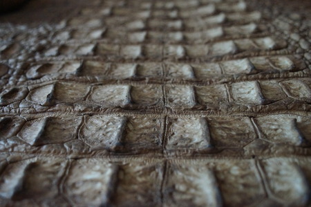 Black crocodile skin texture.for ugotovlena leather productsの写真素材