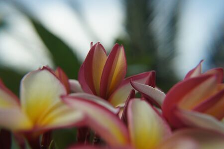 white plumeria Thai flower plumeria pale yellow in macro photographyの写真素材