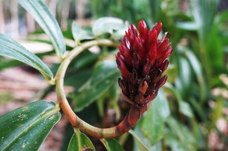 red exotic flowers in Thailandの写真素材