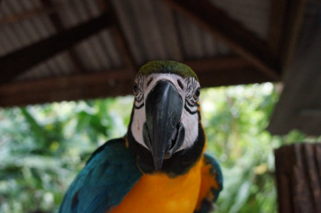 macaw parrot sitting on a branch,a powerful beak and beautiful feathers,aggressive and curious...
