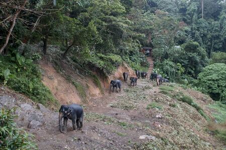 herd of elephants going for a walk in the jungle in the rainの写真素材