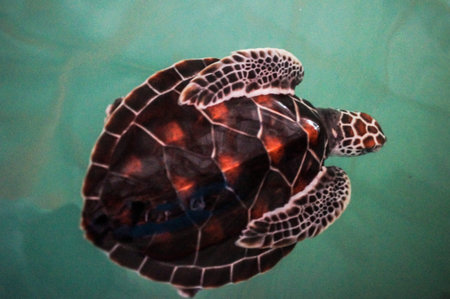 terrapin farm, breeding in the pool for the maintenance of the population