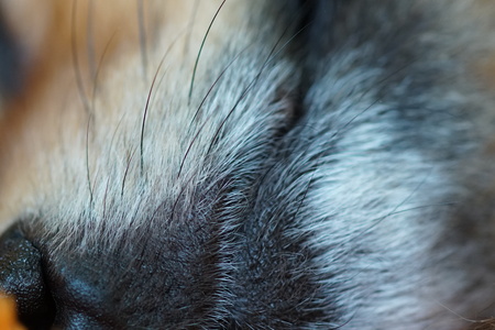 dog has a rest and falls asleep, closeup of the head of the German Spitzの写真素材