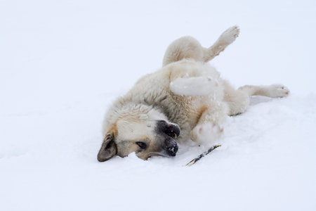 a lone street dog in a good mood playing with a stick in winter frost