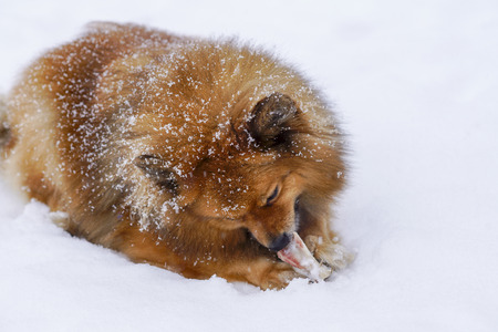 purebred dog Spitz winter in the snow chewing a bone, a great friendの写真素材