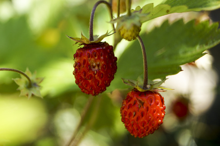 two ripe strawberries in green grass on a Sunny summer day backgroundの写真素材