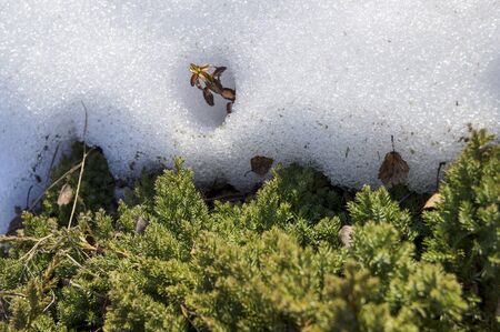 Green moss in winter condition with snow in background.の写真素材