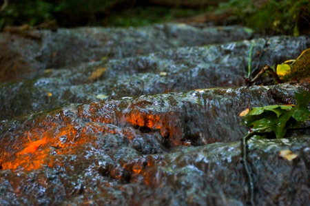 sunlight on the trail for water in the dark forest. Walking In the fog in the woods.