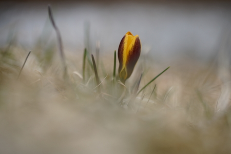 lone yellow Crocus Crocus Chrysanthus in the sun with soft focus spring natural backgroundの写真素材