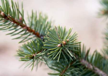 branch of blue spruce close-up with dew drop, close up
