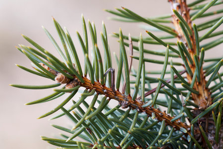 branch of blue spruce close-up with dew drop, close up