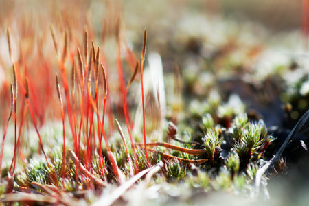 Morales as tortula moss closeup soft focus on the background of snowの写真素材