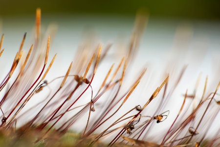 Morales as tortula moss closeup soft focus on the background of snowの写真素材