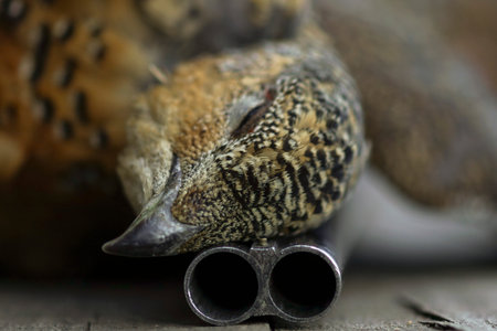 the head of the bird on the barrel of the gun, hunting and killing animals, close-up