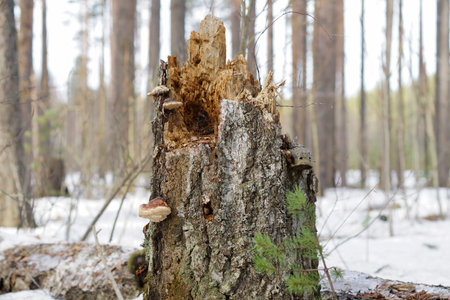 elk ate the bark of a tree in the forest, a macro shot of a big lime stump in the forest, feeding...