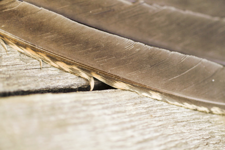 the plumage is a large Grouse. Capercaillie female, close-upの写真素材