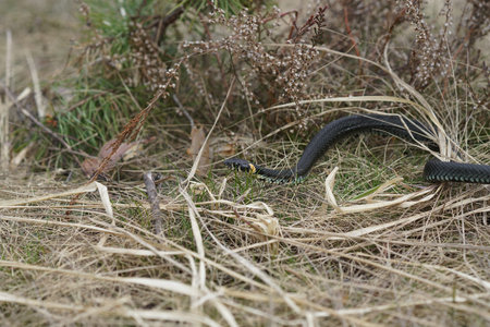 harmless snakes in the woods, closeup forest snake