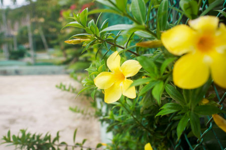 a small exotic yellow flower closeup, original and bright, small bright yellow background