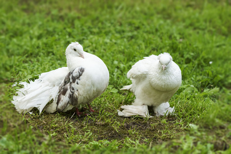 two doves of peace and love on the grassの写真素材