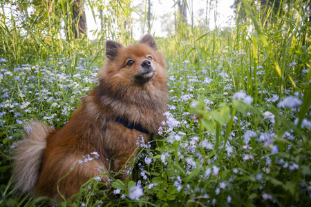 German Spitz at sunset in the summerの写真素材