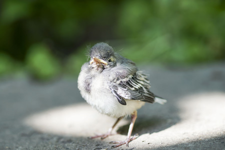 little chicken stood on the road in the beam of sunlightの写真素材