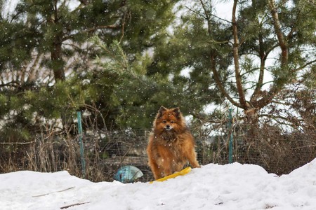 small German Spitz in the winterの写真素材