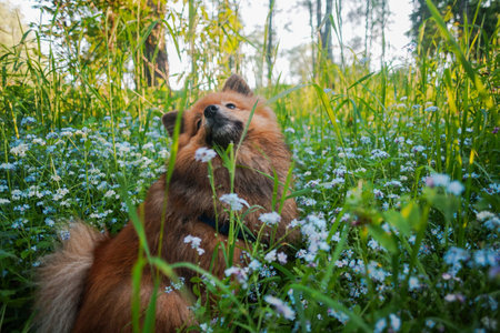 German Spitz at sunset in the summer
