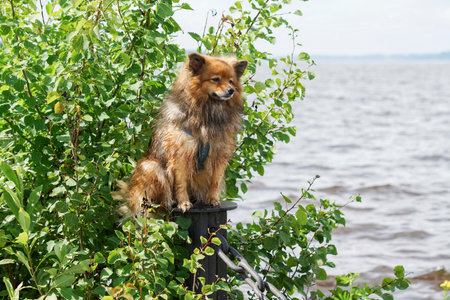 the dog near the water, the German Spitz is sitting in the sun on the background of water green treesの写真素材