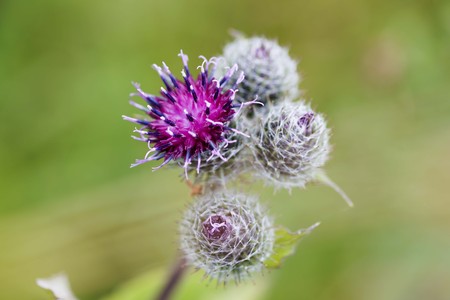 thorn grass in the green grass in the sun in the summer fieldの写真素材